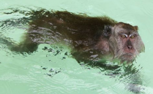 MONKEY SWIMMING