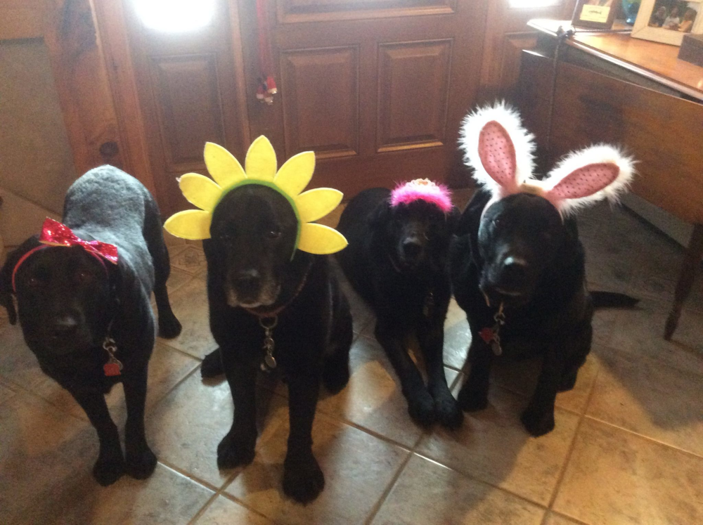 AUGGIE, COAL, BIG DUMB BUDDY, AND MAX FOR THE EASTER MASSACRE, 4 BLACK LABS