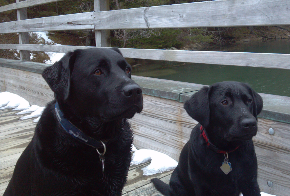 MAXIMUS GARY, AUGUSTUS MEGATRON BULLDOZER, BLACK LABRADOR RETRIEVERS