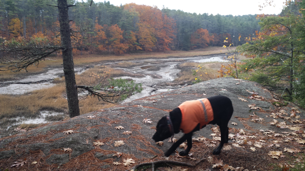 https://www.twosaltydogs.net/blog/blueberry-fields-forever-by-don/ , BLACK LABRADOR RETRIEVER 