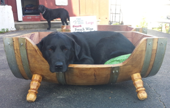 MAXIMUS GARY KINGSBURY , BLACK LABRADOR RETRIEVER RELAXING