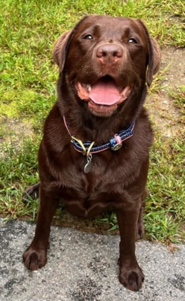 FUDGIE, MARZIPAN, CHOCOLATE LABRADOR RETRIEVER, FETCH DOG, VAPID