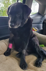 AN OLD AUGUSTUS MEGATRON BULLDOZER KINGSBURY BLACK LABRADOR RETRIEVER - CANCER SURVIVOR