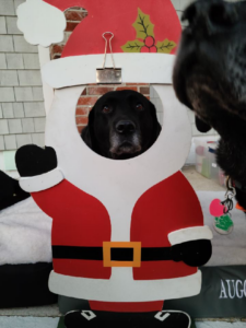 AUGUSTUS MEGATRON BULLDOZER KINGSBURY, BLACK LABRADOR RETRIEVER, SANTA