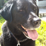 COAL E COAL DOG, HANDSOME COAL DOG, BLACK LABRADOR RETRIEVER