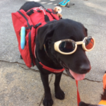 AUGUSTUS MEGATRON BULLDOZER KINGSBURY, BLACK LABRADOR RETRIEVER