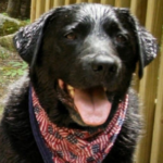 MAXIMUS GARY KINGSBURY, BLACK LABRADOR RETRIEVER