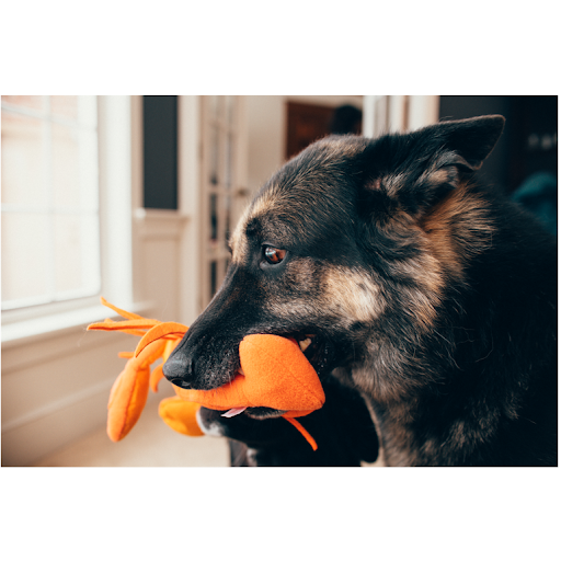 Carrot Snuffle Toy